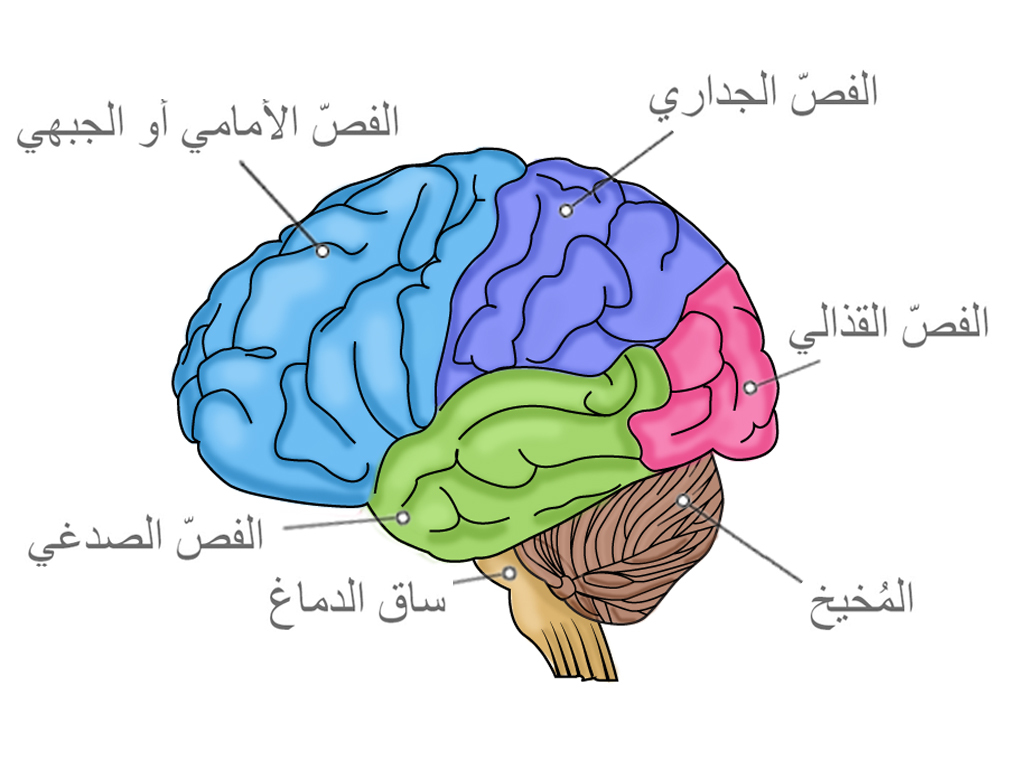 Строение полушарий головного мозга