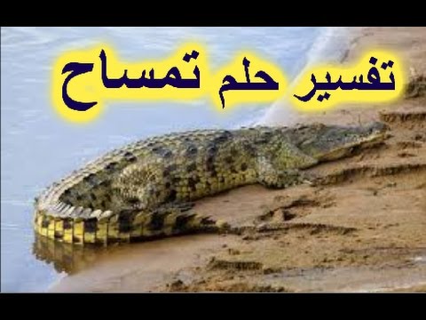 تفسير حلم التمساح