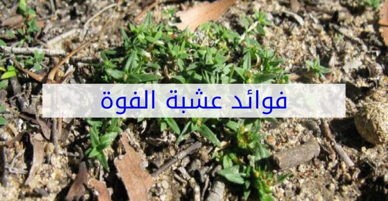 فوائد عشبة الفوة