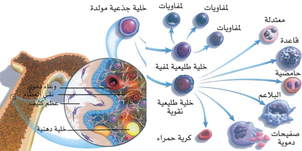 الخلايا المتشابهه التي تقوم بالوظيفه نفسها تشكل