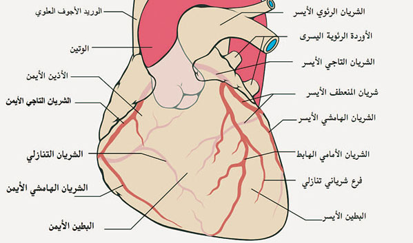 تشريح القلب البشري