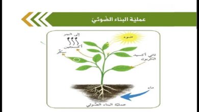 معادله عمليه البناء الضوئي